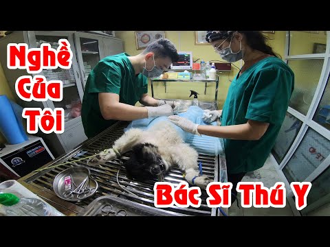 Nghề Của Tôi - Bác Sĩ Thú Y