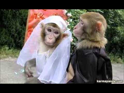 Los monos más graciosos del mundo (tinkiwinki)
