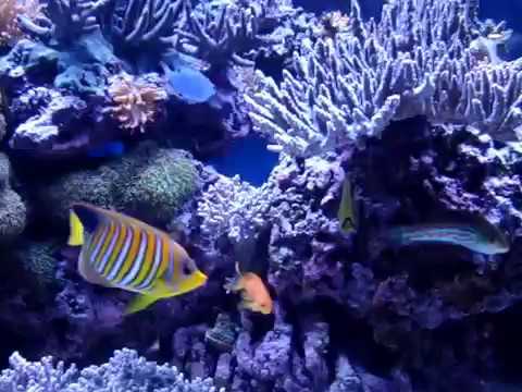 Angelfish in 180 Gallon Reef Tank