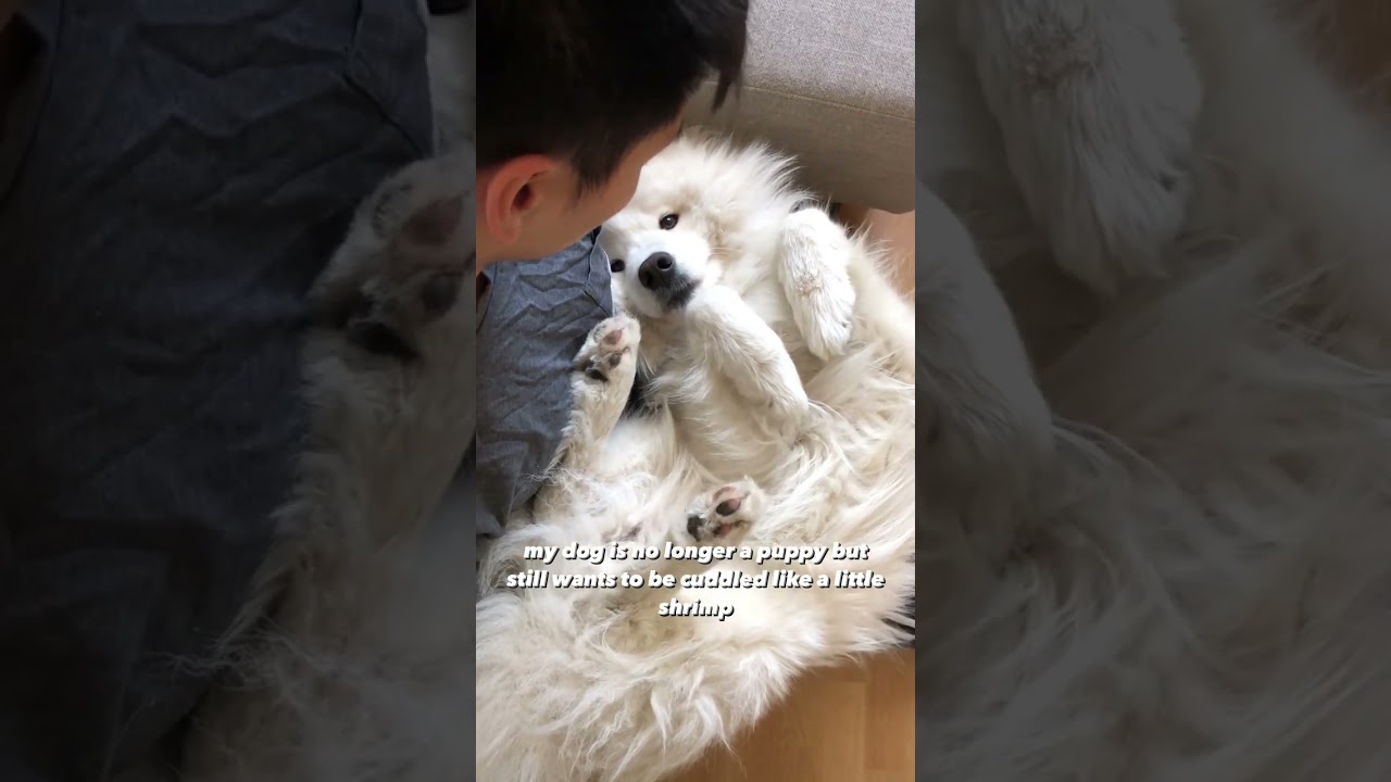 my big dog loves to cuddle 🥺 | #dogs #samoyed #cuddle