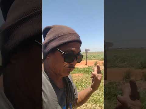 DIVISA DE GUAIÇARA E PROMISSÃO INTERIOR DE SP.. TV. CHINA INFORMA