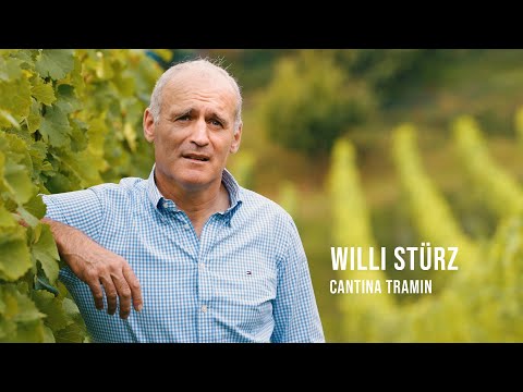 Pioneers of Alto Adige Wines - Willi Stürz Cantina Tramin