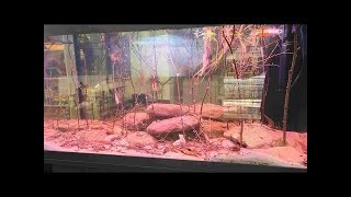 ¡Soltamos Hyphesobrycon sp. Red Ceara en directo!