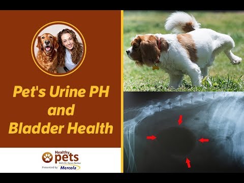 Pet's Urine PH and Bladder Health