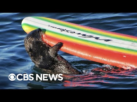 【國外新聞】最萌通緝犯趕快報「緊」處理！恐嚇加州衝浪者的水獺回來了！ (Otter who terrorized California surfers returns)