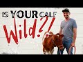 How To Train a Calf to be a Family Milk Cow | Beautiful Guernsey Heifer