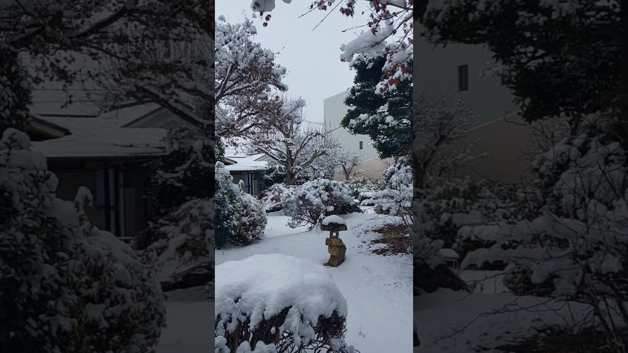 Our Neighbour's Winter Backyard