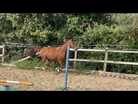 2021 Oldenburg  filly Asgards Ibiza x Dressage Royal