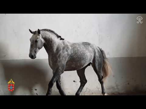 6 Coudelaria António Paim