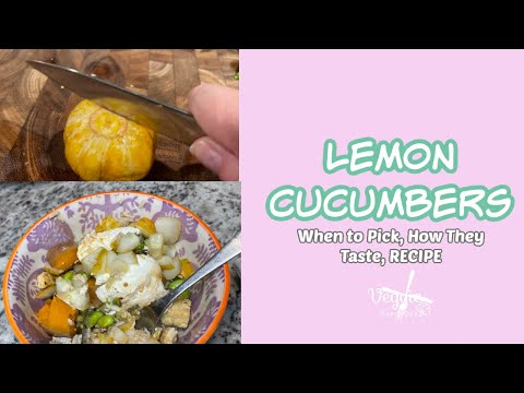 LEMON CUCUMBER RECIPE + How Lemon Cucumbers Taste
