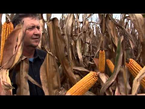 LK HIBRIDI - Bođani: Rade Rackov