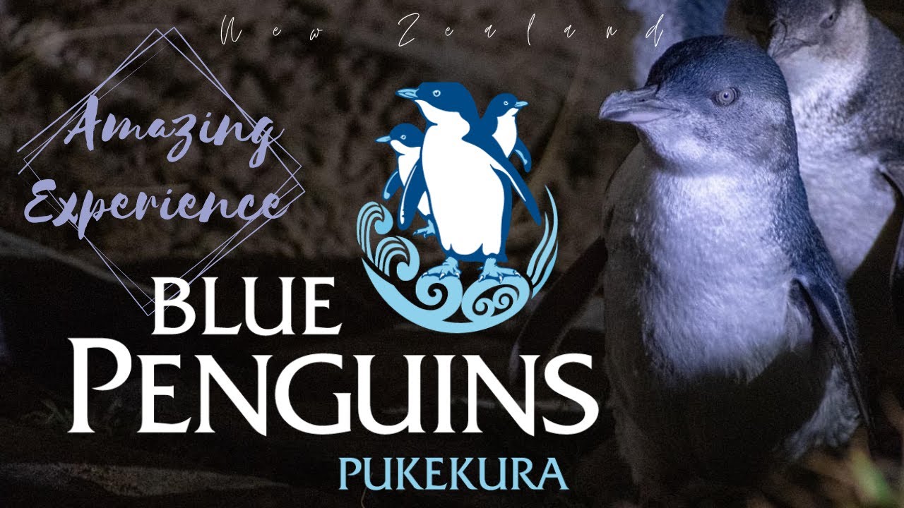 Embark on a guided tour of Blue Penguin viewing dunedin