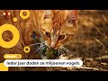 Moeten katten buiten verplicht aan een lijn?