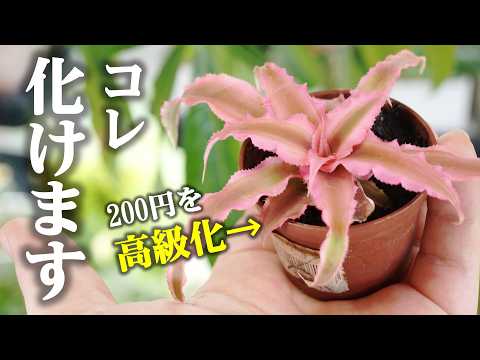 園芸 コロラドモミ