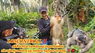 Download lagu ⭕LOSCNTROLL PART 4⭕AKHIRNYA TUMBANG JUGA HAMA KERA YANG SELALU NGEJAR ORANG‼️👹 mp3
