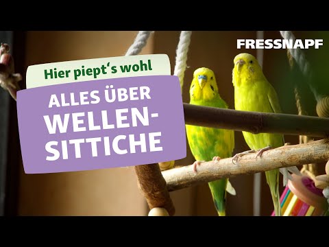 Alles über Wellensittiche
