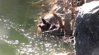preview picture of video 'Otters on Butte Creek'