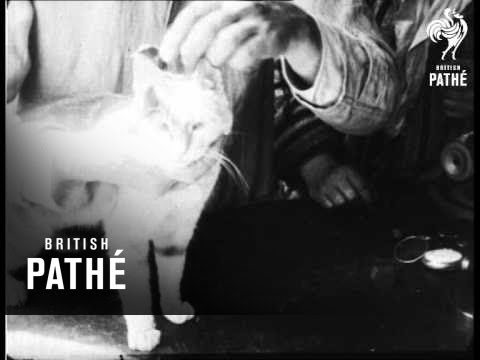 Trailer Pussy's Glasses (1930)