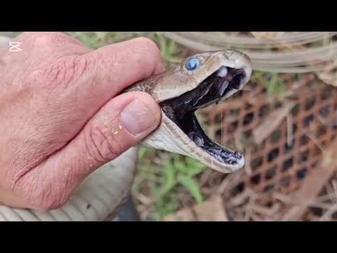 Beast of a Black Mamba at a construction site