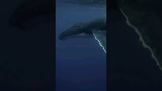 Humpbacks whales have the longest arms in the animal kingdom 🐳🌊 #shorts #shortsfeed #whale #ocean