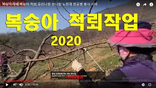 복숭아 적뢰 보세요/ 유리나방 먹었네/순나방 노린재 천공병 붕사 시비