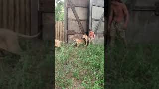 Download lagu Tiktok with tigers Kody Antle ‎@Myrtle Beach Safari mp3