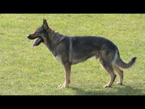 WUSV 2021 RUS 2 - BELOLIPSEVA OLGA & CARBON VOM BERGMANNS WEG B 85