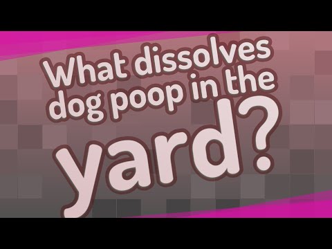 YouTube video about: Will ridex dissolve dog poop?