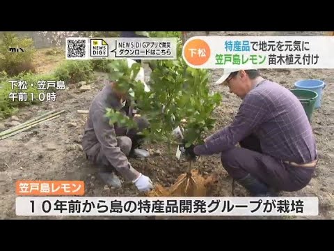 寒さに強い柑橘類をご存知ですか?知っておきたい丈夫な木ベスト3! 庭園