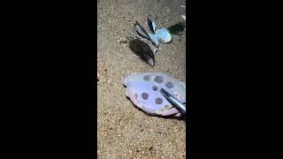 Download lagu 🔴 LIVE! Searching Hidden Ocean Caves for Seafood 🐠 mp3