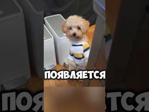 Собаки могут понять что хозяйка беременна раньше, чем сама женщина? #dogs #собака #факты