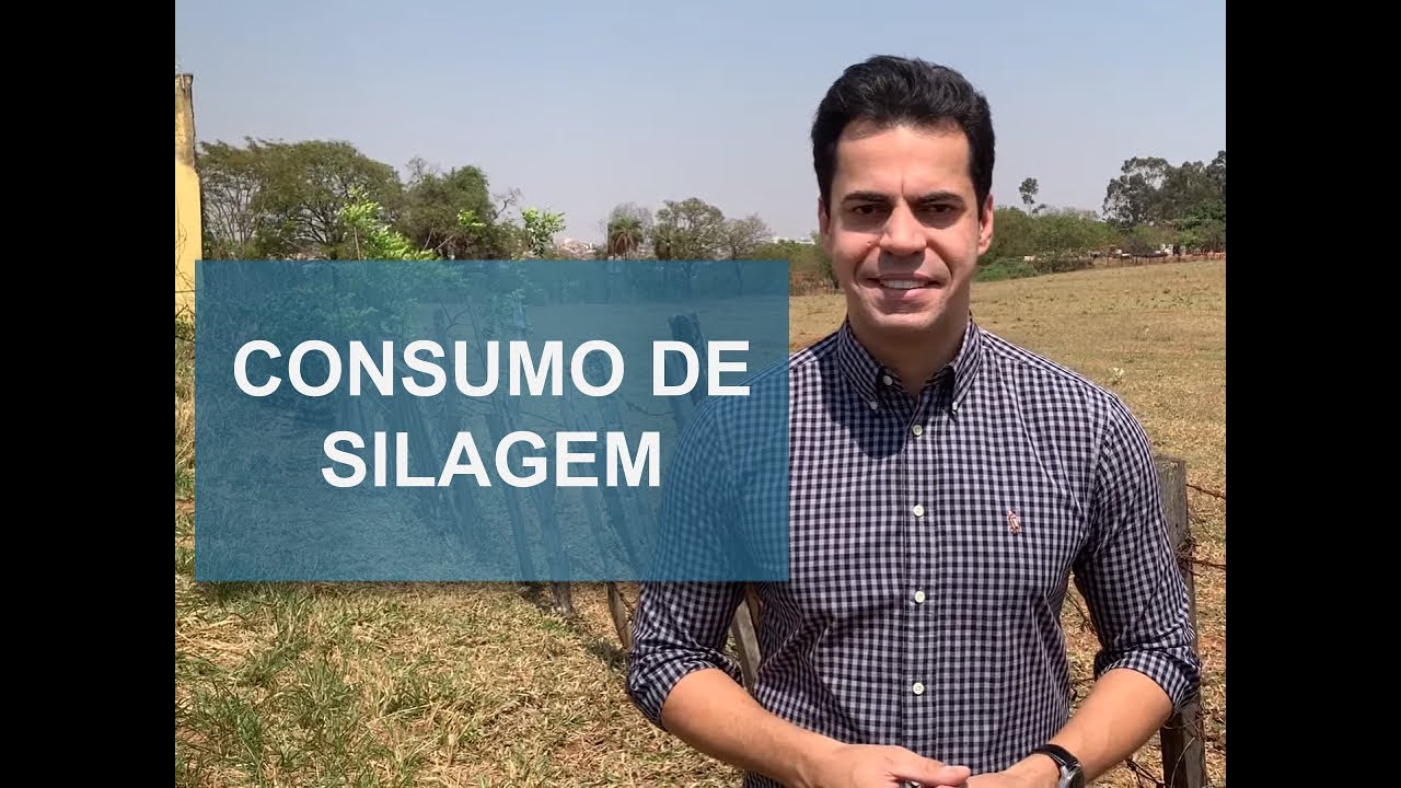 QUANTO UM BOI COME POR DIA DE SILAGEM?