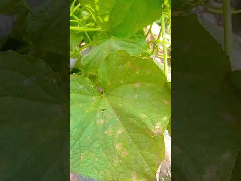 cucumber disease