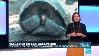 Una tortuga gigante que se creía extinta desde 1964 "reaparece" en las Galápagos
