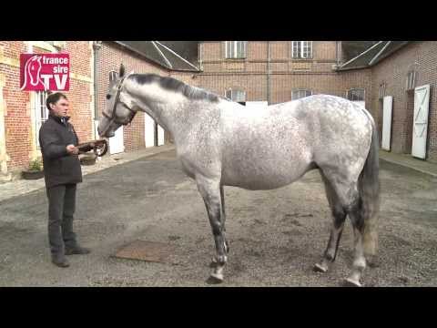 RDE 2014 - Haras du Pin (Montmartre et Crossharbour)