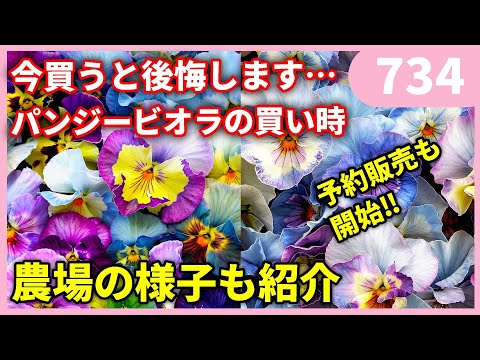 プライバシーを守るのに最適な鉢植え 5 選 トピックス