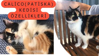 Calico (Patiska) Kedisi Özellikleri I Bakımı
