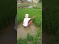 Gawon Ka Ek Sundar Drishya