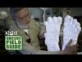Searching For Bigfoot