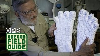 Searching For Bigfoot