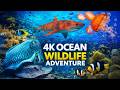 Beneath The Blue Realm Cinematic Coral Reef Shark Jellyfish 4K Ocean Wildlife Journey