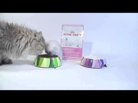 download lagu mp3 mp4 Ernhrung Katzenbabys, download lagu Ernhrung Katzenbabys gratis, unduh video klip Ernhrung Katzenbabys