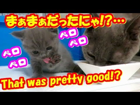 まぁまぁだったかにゃ!?…かわいい子猫の初離乳食❤My cute Kittens And Funny Kitten Videos.