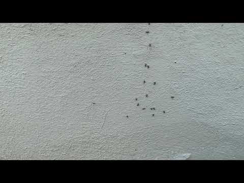 Ants Infesting the Home from the Outside in Freehold, NJ