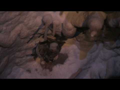 Denevér-nász / Bat-love