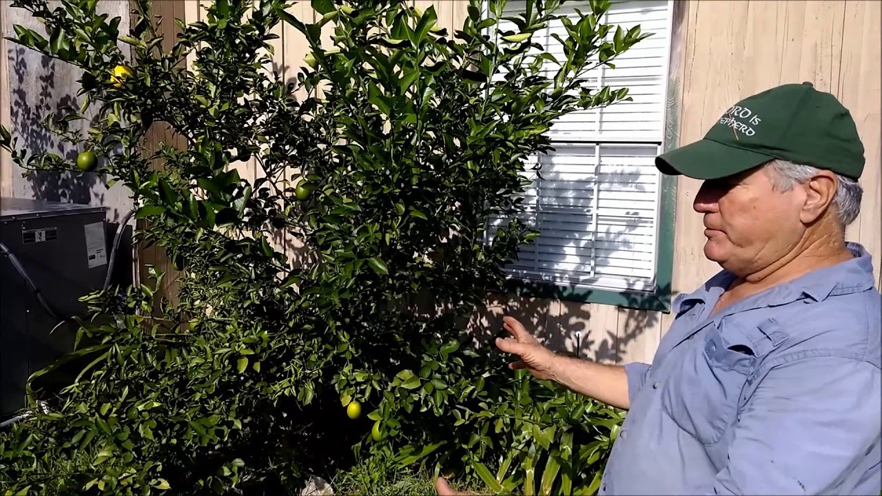 MycorrPlus Transformed the Soil for Better Fruit Production.