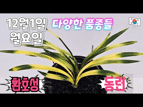 유튜브 썸네일