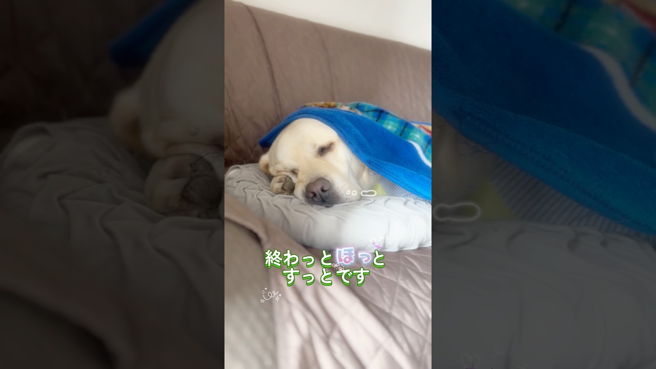 ボクと掃除機 共存ばせんと しょんなかとです🐶💦