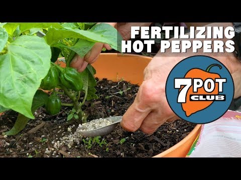 Fertilizing Hot Peppers - How I Grow Hot Peppers Outdoors - Week 7