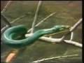 Sesame Street Snake Film